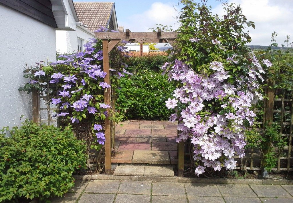Wooden pergola draped in purple and lilac clematis