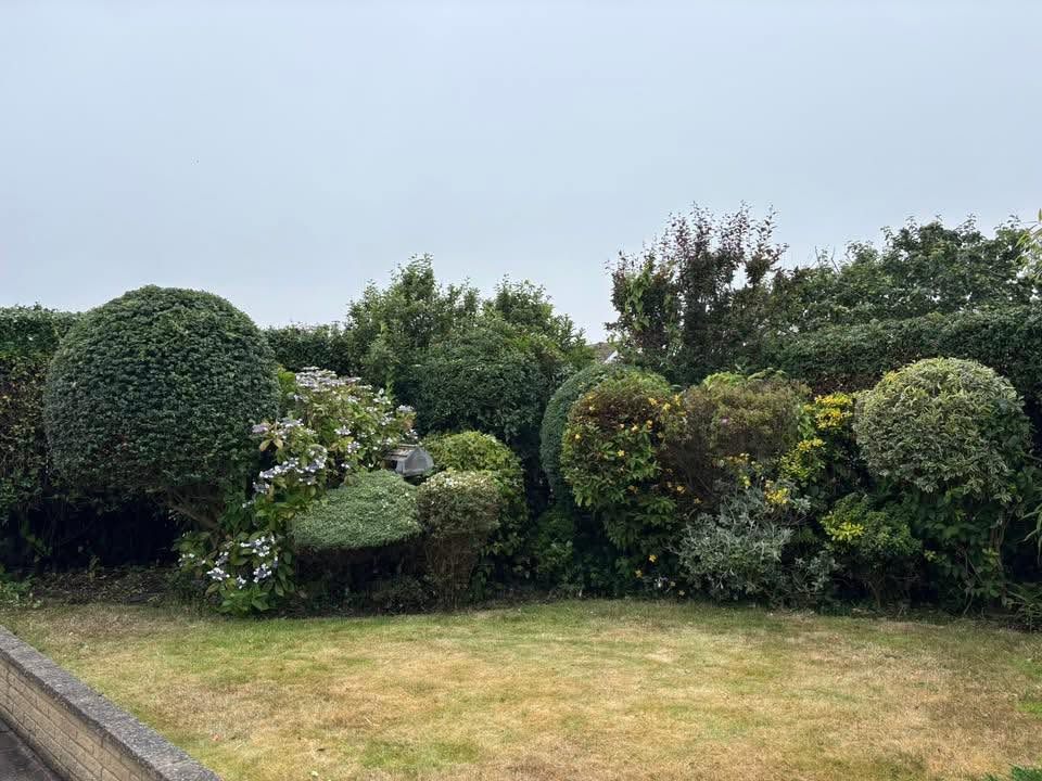 Neatly trimmed topiary hedges above a mown lawn