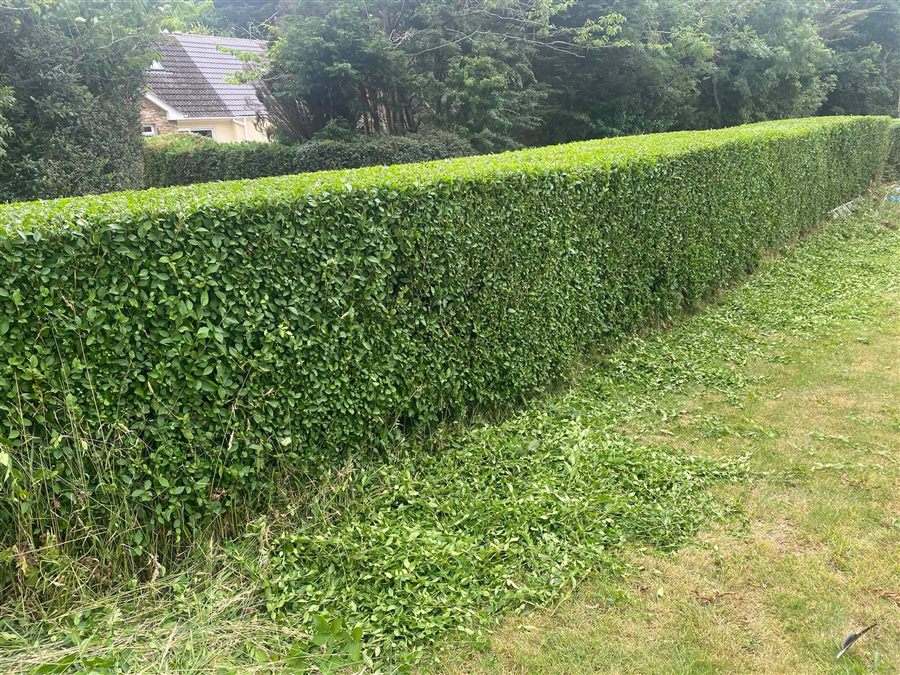 Long, freshly trimmed hedge