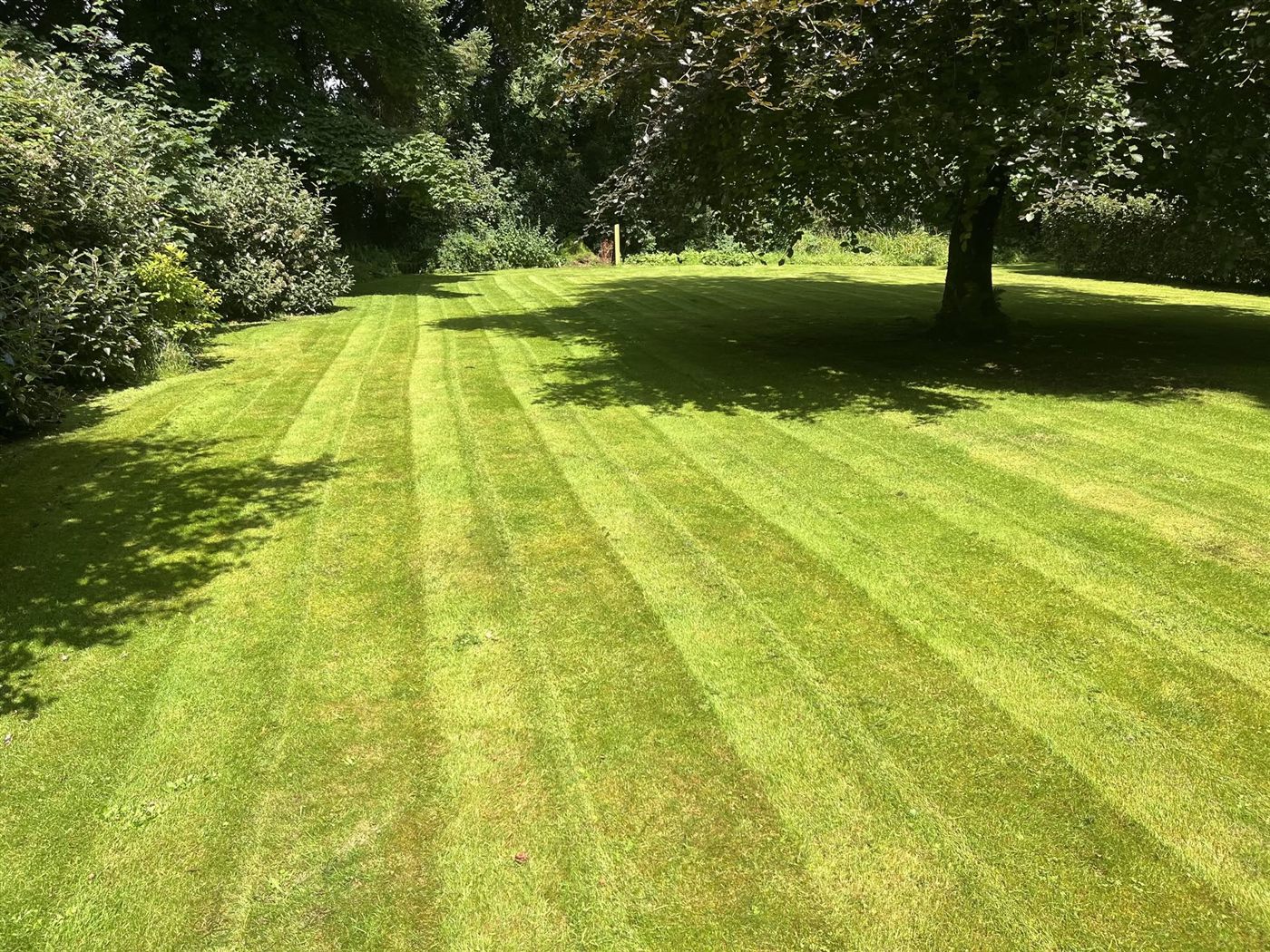 Freshly striped, mown lawn bordered by mature trees